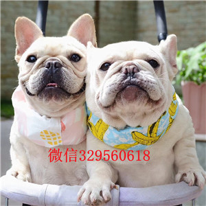 菏泽哪里能买到斗牛犬黑白花法国斗牛犬法国斗