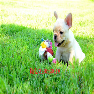 达州哪里有宠物店_纯种法国斗牛犬多少钱一只