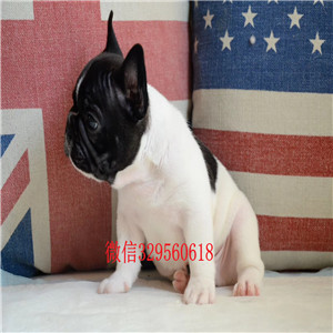 佳木斯哪里有卖纯种法斗法国斗牛犬出售法国斗牛犬价格纯种法牛幼犬多少钱