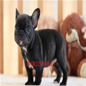 盘锦哪里有卖法国斗牛犬法国斗牛犬价格虎斑法