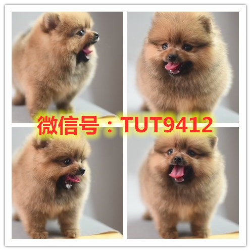 山东出售自家养斗牛犬