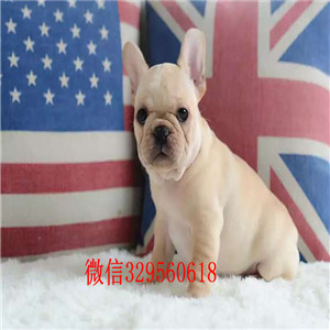 荆州哪里有卖买法斗幼犬法斗价格_法斗图片蓝牛多少钱一只内螺丝法斗