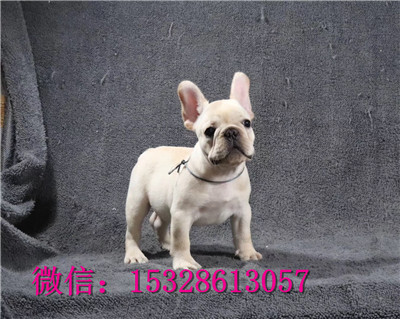 十堰哪里有斗牛卖五花牛幼犬健康法牛多少钱一