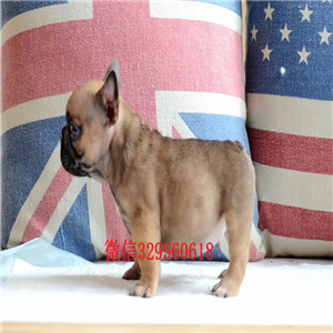 珠海出售纯种斗牛犬黑色法国斗牛犬哪里卖法国