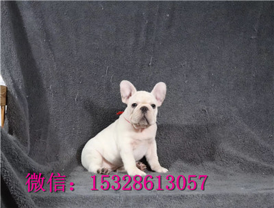 济南哪里有卖斗牛犬 纯种法国斗牛犬多少钱一