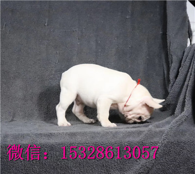 十堰1哪里有法国斗牛犬卖纯种斗牛犬多少钱哪