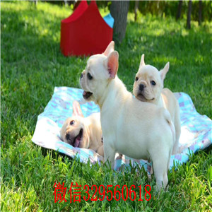 东营哪里有卖纯种法斗奶油色法国斗牛犬法牛多