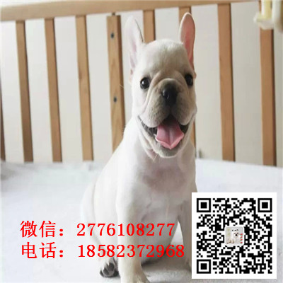 太原哪里有纯种健康的法国斗牛犬出售 法牛幼