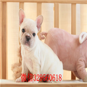 滨州哪里能买到法斗红色法斗双血统法斗斗牛犬