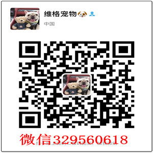 珠海哪里有卖斗牛犬  珠海法国斗牛犬多少钱一