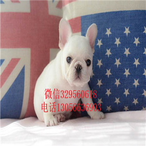  长治哪里有专业繁殖斗牛犬斗牛犬多少钱一只