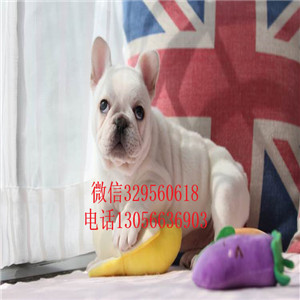  长治哪里有专业繁殖斗牛犬斗牛犬多少钱一只黑色法国斗牛犬纯种法国斗牛犬