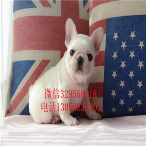  长治哪里有专业繁殖斗牛犬斗牛犬多少钱一只黑色法国斗牛犬纯种法国斗牛犬