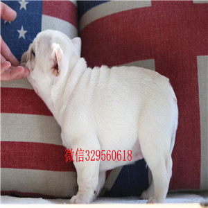 锡林郭勒出售纯种法国斗牛犬法国斗牛犬图片出