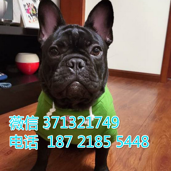 法斗出售纯种，苏州犬舍一窝  苏州狗场繁殖法斗