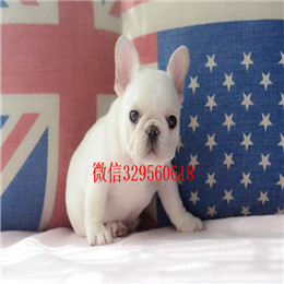  焦作哪里能买到斗牛犬法牛图片斗牛犬价格奶