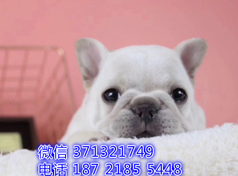 白色斗牛出售 法斗 聪明的小型犬活泼聪明  济