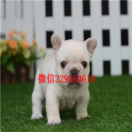  南宁哪里有卖法国斗牛犬虎斑法牛一道筋法国斗牛犬法国斗牛犬图片