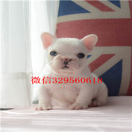 漯河出售纯种法国斗牛犬短体法斗黑色法国斗牛