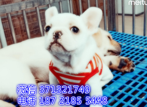 法斗出售一窝聪明 法国斗牛犬狗狗 深圳犬舍