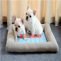  周口哪里能买到纯种的法国斗牛犬奶油色斗牛