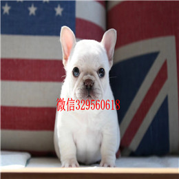  扬州哪里能买到纯种的法国斗牛犬黑白花法国