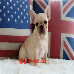  西安哪里有卖法国斗牛犬虎斑法牛超短体法国