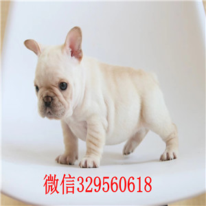  威海哪里有卖法国斗牛犬黑色法国斗牛犬超短