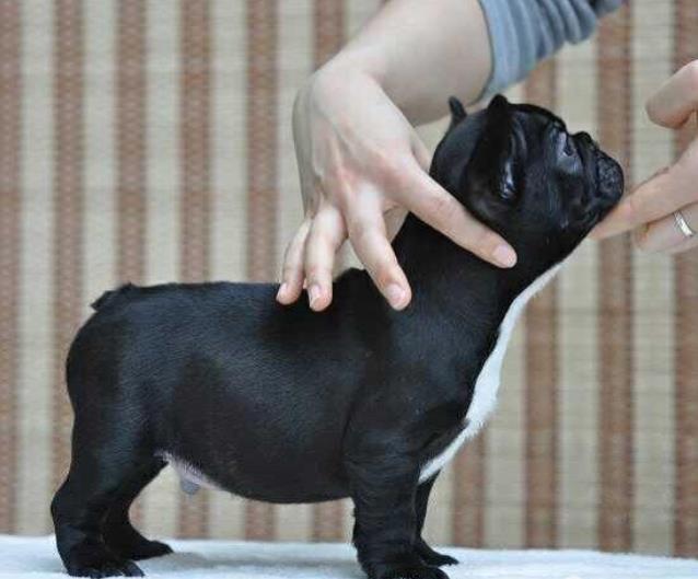 福州宠物狗犬舍出售纯种斗牛犬 狗市场在哪 哪有买狗卖狗