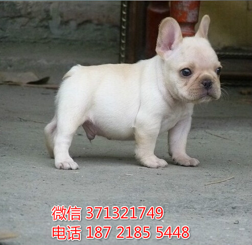 法斗出售奶油色小斗牛犬狗狗包健康 济南狗场