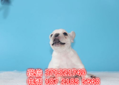 法斗出售 福州犬舍出售小法斗 法国斗牛犬 包健康