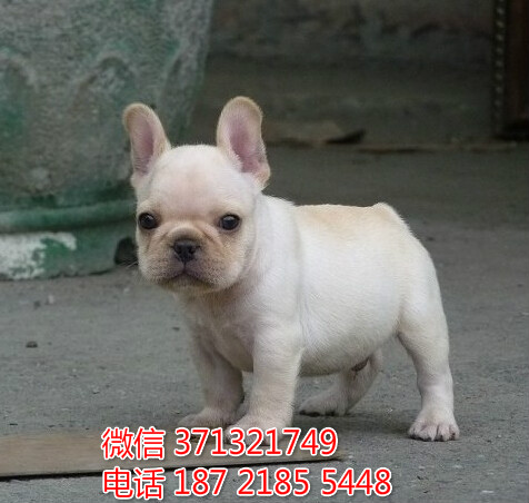 深圳犬舍出售 法斗犬幼犬 包健康 包品质 深圳