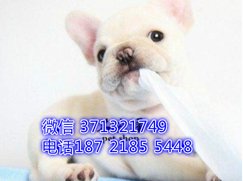 南宁犬舍 法斗特价宠物狗狗 南宁狗场繁殖 小