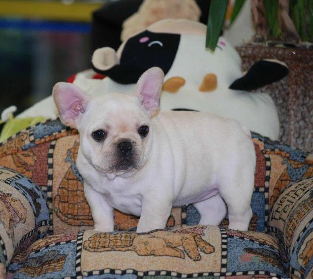 济南宠物狗犬舍出售纯种斗牛犬 狗市场在哪 哪