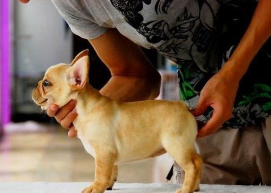 西宁宠物狗狗犬舍出售斗牛犬宠物狗市场在哪买