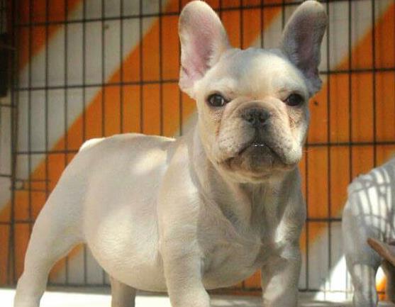 百色宠物狗犬舍出售纯种斗牛犬宠物狗市场哪里