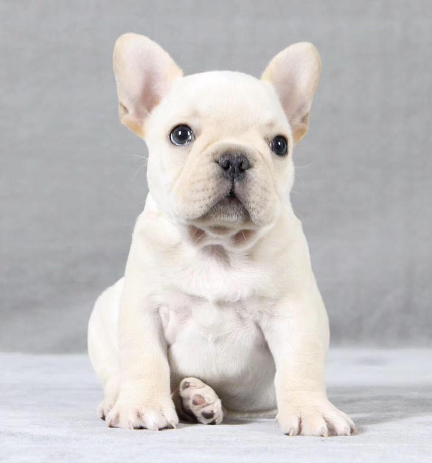 西安宠物狗犬舍出售纯种斗牛犬 哪里有法斗领