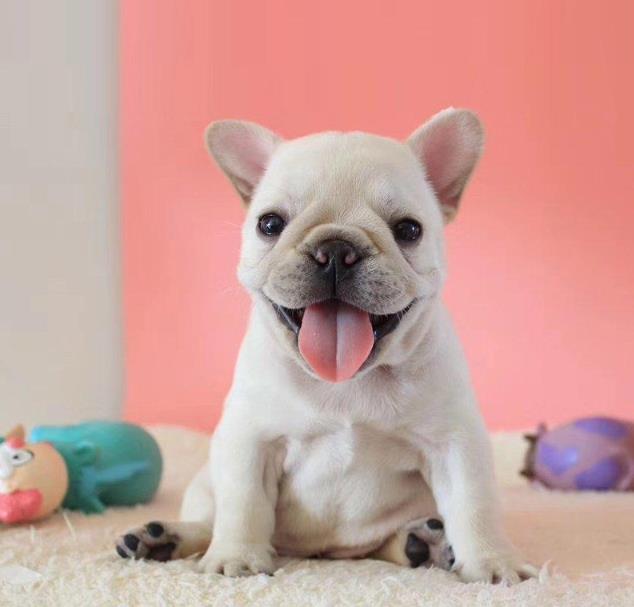 西安宠物狗犬舍出售纯种法牛 法斗哪里卖狗网