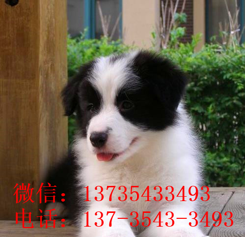 深圳边牧犬舍出售 狗市场在哪 网上哪里有狗狗