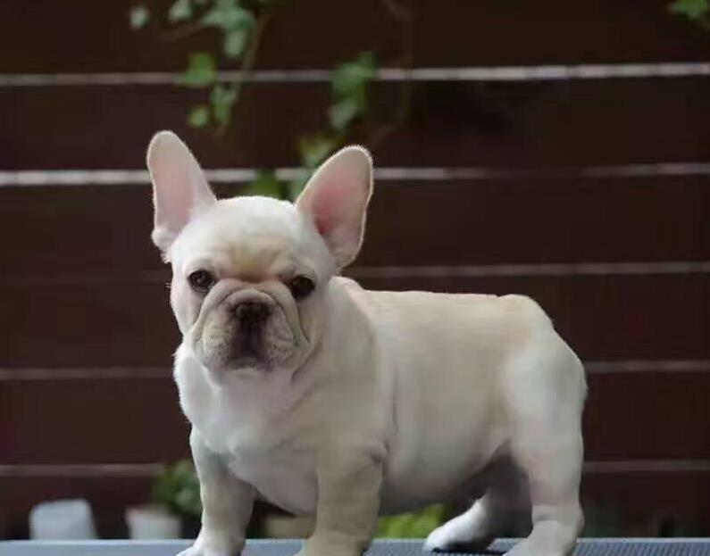 杭州宠物狗犬舍出售纯种斗牛犬 狗市场在哪 哪