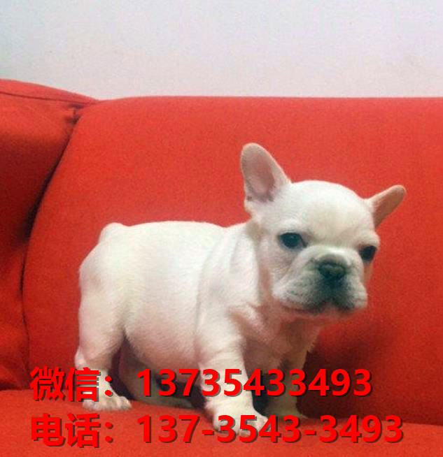 湖州宠物狗 犬舍直销斗牛犬 宠物狗市场在哪网