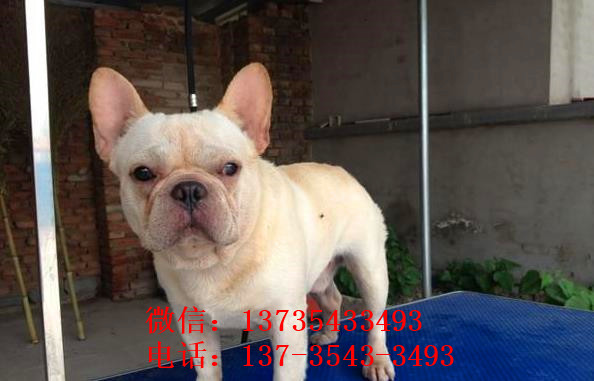 杭州宠物狗狗出售纯种斗牛犬幼犬狗狗领养 可