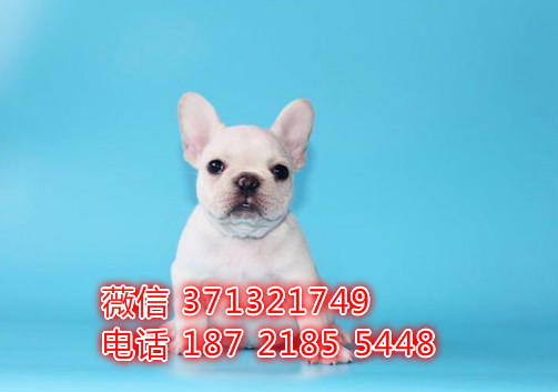 法斗出售 福州犬舍出售小法斗 法国斗牛犬 包