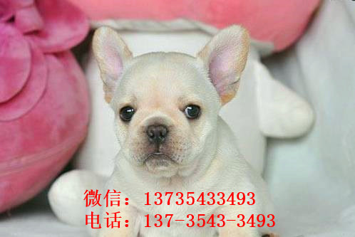 福州宠物狗狗出售纯种斗牛犬幼犬狗狗领养 可