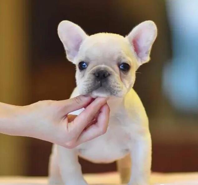 西安宠物狗犬舍出售纯种斗牛犬 狗市场在哪 哪