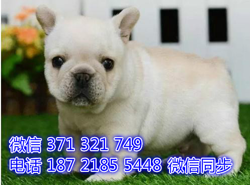 法国斗牛犬纯种幼犬 全国发货 可上门自取 可爱发货包售后褐