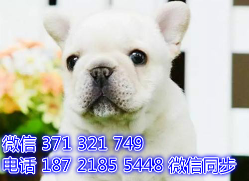 法国斗牛犬纯种幼犬 全国发货 可上门自取 可爱发货包售后褐