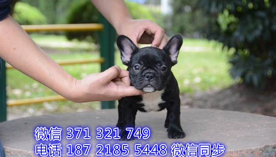 重庆宠物 法斗犬纯种幼犬出售 重庆犬舍狗场