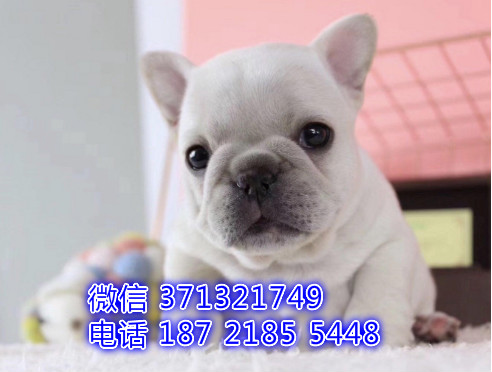 长春宠物 法斗犬纯种幼犬出售 长春犬舍在哪里