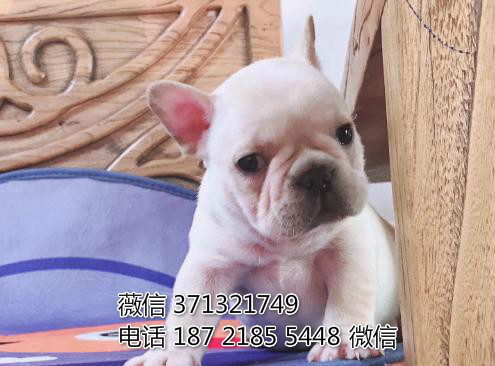 杭州宠物 斗牛犬纯种幼犬出售 杭州狗场在哪里
